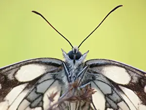 Marbled: Marbled White