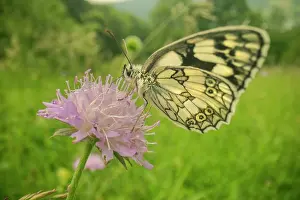 Marbled: Marbled White - adult marbled white butterfly gathering nect