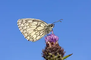 Marbled: Marbled White Butterfly - Cornwall - UK