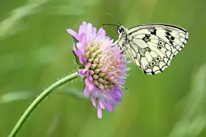 Galathea: Marbled White Butterfly - on flower