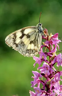 Galathea: Marbled White Butterfly - on flower