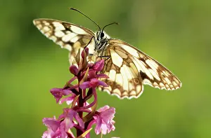 Galathea: Marbled White Butterfly - on flower