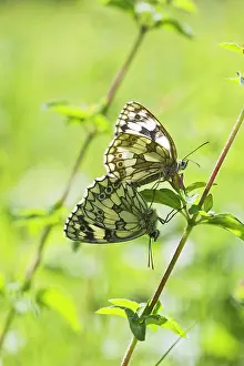 Galathea: Marbled White Butterfly - pair mating