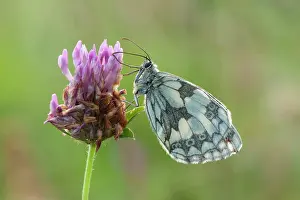 Galathea: Marbled White Butterfly - resting on red clover