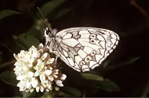Whites: Marbled white BUTTERFLY - side view