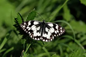 Galathea: Marbled White Butterfly - with wings wide open