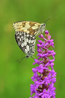 Galathea: Marbled White mating