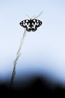 Marbled: Marbled White (Melanargia galathea) during the