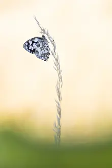 Marbled: Marbled White (Melanargia galathea) during the
