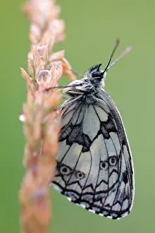 Deception: Marbled white (Melanargia galathea), butterfly
