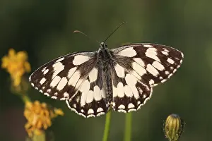 Marbled: Marbled White (Melanargia galathea) butterfly r