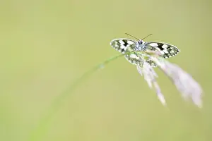 Marbled: Grass