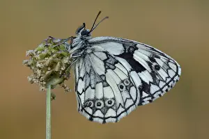 Marbled: Marbled White (Melanargia galathea) resting, En