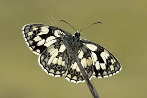 Marbled: Marbled White (Melanargia galathea) resting, En