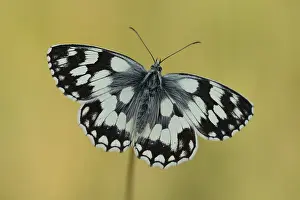 Marbled: Marbled White (Melanargia galathea) resting, En