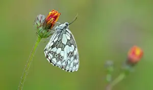 Galathea: Aster