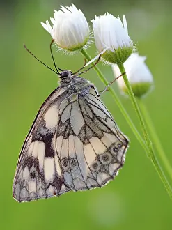 Deception: Marbled white (Melanargia galathea), Solms, Hesse