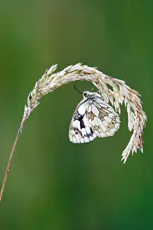 Galathea: Marbled white - resting on grass wings closed