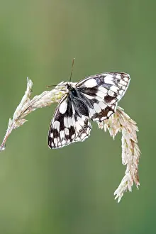 Galathea: Marbled white - resting on grass wings open