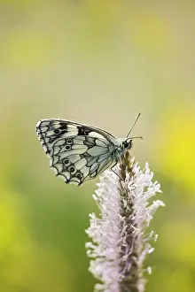 Galathea: Marbled white - resting on plantain