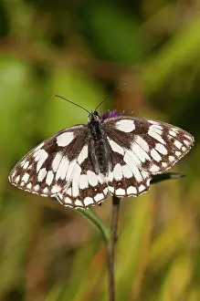 Upperside: Marbled White - upperside - wings open at rest