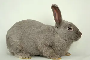 Cuniculus: Marburg Feh rabbit on white background