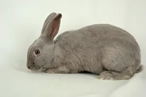 Cuniculus: Marburg Feh rabbit on white background