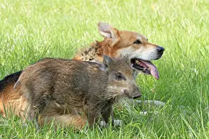 Boars: Marcassin near a dog lying in a meadow France