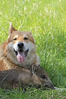 Boars: Marcassin near a dog lying in a meadow France