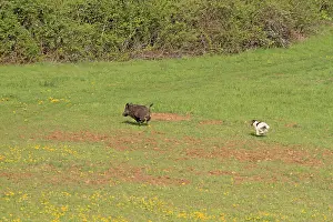 Boars: Marcassin pursued by a Fox Terrier in a meadow France