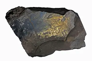 Extraction: Marcellus Shale showing slickenside (polished