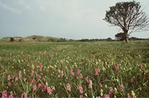 Orchids: MARCH ORCHID DISPLAY - Mainly Southern Marsh