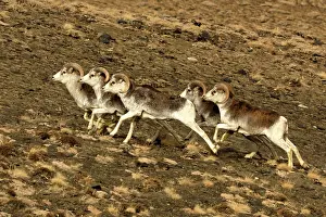 Marco: Marco Polo Sheep / Mouflon