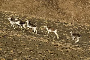 Marco: Marco Polo Sheep / Mouflon