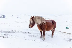 Winds: Mare of Breton breed under gusts of wind and snowfall