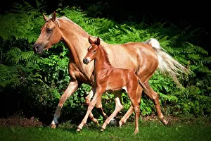 Colt: Mare with colt, 3 weeks, German small horse X P.R.E