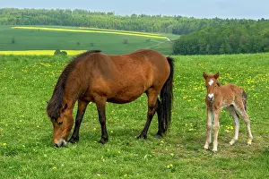 Browse: Mare with a few days old foal on the pasture, Hesse