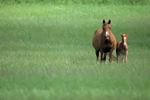 Foals: Mare and foal