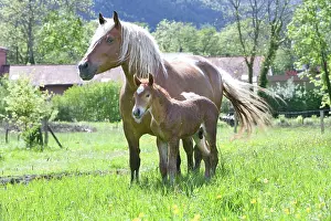 Heavy: Mare and foal - Farm Pampilles Alsace France