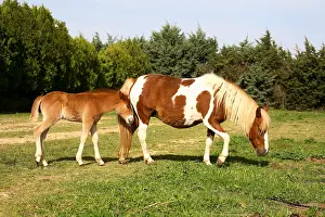 Phytophages: Mare and its foal in a meadow