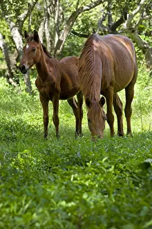 Mares: Mare and Foal in a pre Palo Verde Costa Rica