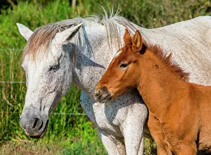Saddle: Mare with her foal. White Camargue horse. Parc n