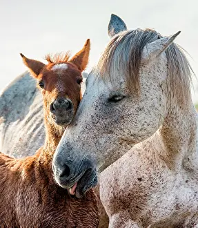 Saddle: Mare with her foal. White Camargue horse. Parc n