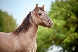 Konik: Mare, Konik or Polish wild horse, portrait