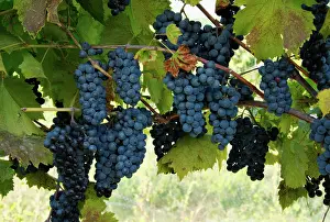 Grapes: Marechal Foch Grapes