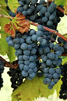 Grapes: Marechal Foch Grapes