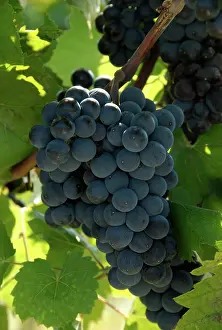 Grapes: Marechal Foch Grapes
