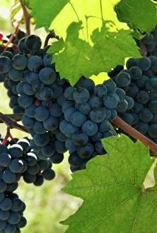 Grapes: Marechal Foch Grapes