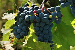 Grapes: Marechal Foch Grapes