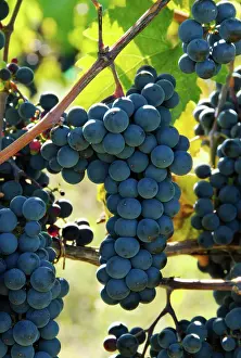 Grapes: Marechal Foch Grapes